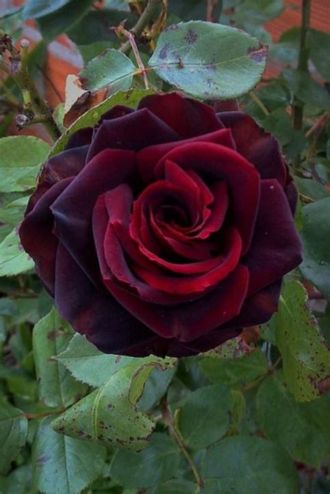 Trandafir Black Baccara (Meidebenne) .